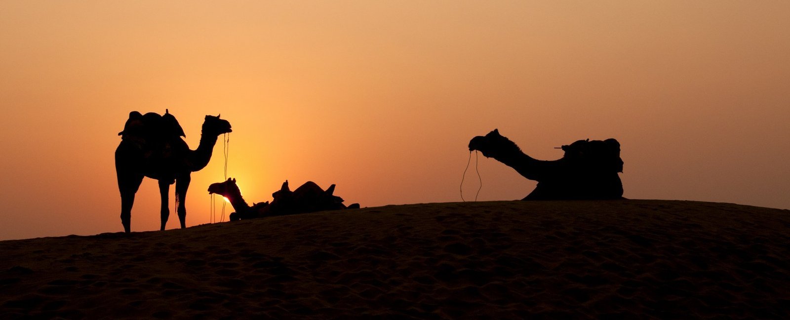 Camel safari on the golden sand dunes of Jaisalmer